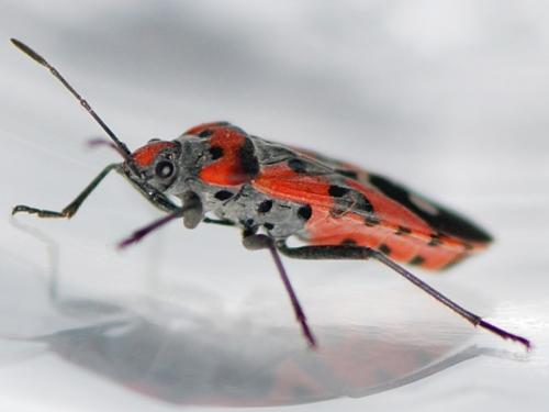 Réf. 94 202 : Lygaeus equestris