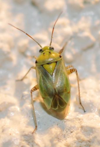 Lygus gemellatus gemellatus