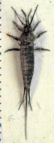 Dilta sp.