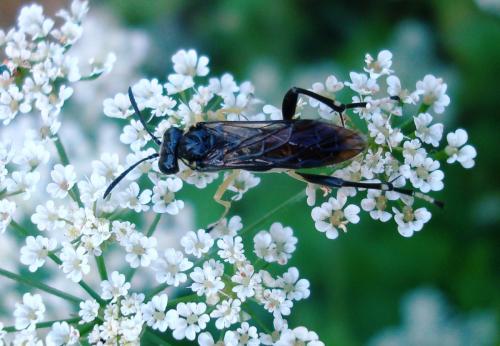 Réf. 94 702 : Macrophya montana