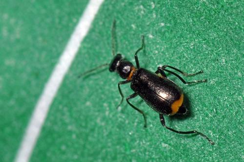 Sphinginus lobatus