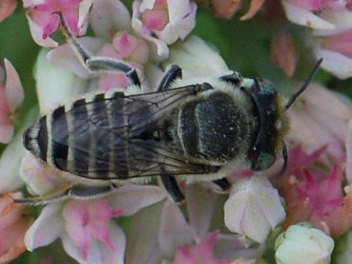 Megachile leachella