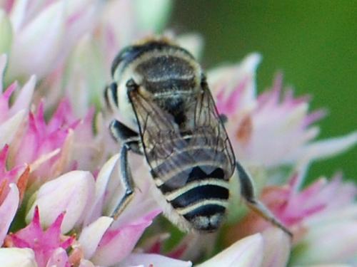Megachile leachella