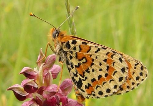 Réf. 94 407 : Melitaea didyma