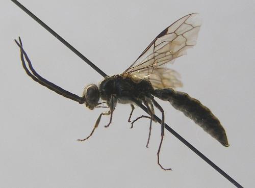 Réf. 94 721 : Methocha articulata