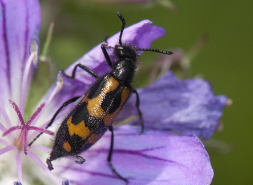 Mylabris flexuosa