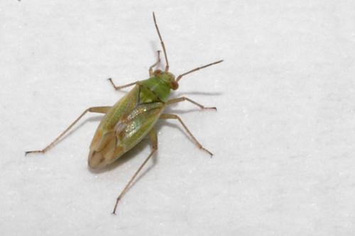 Conostethus venustus