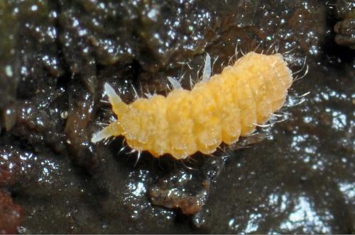 Monobella grassei