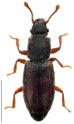 Réf. 94 002 : Monotoma bicolor