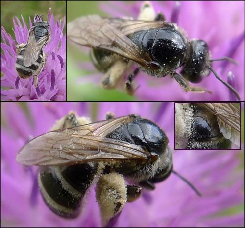 Lasioglossum discum