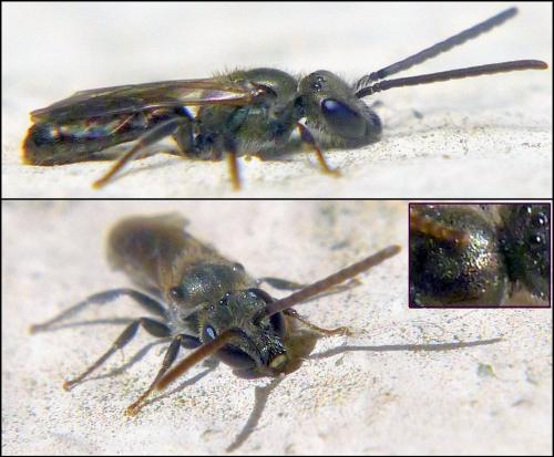 Réf. 94 008 : Lasioglossum morio