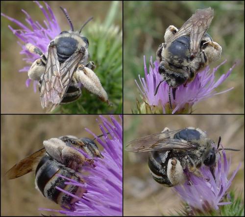 Eucera taurica
