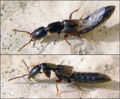 Réf. 94 679 : Xantholinus sp.