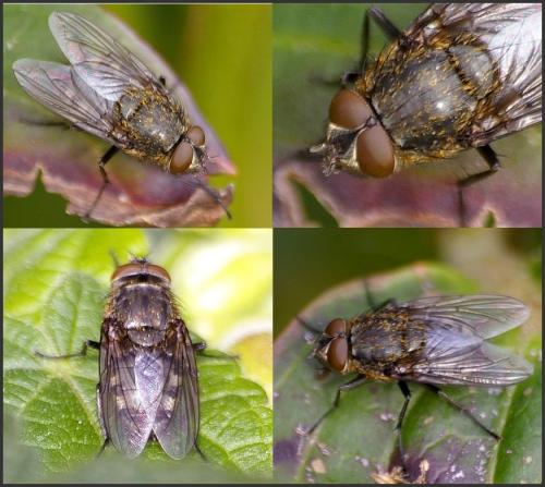 Pollenia sp.