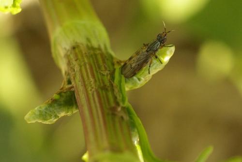 Dorycera sp.