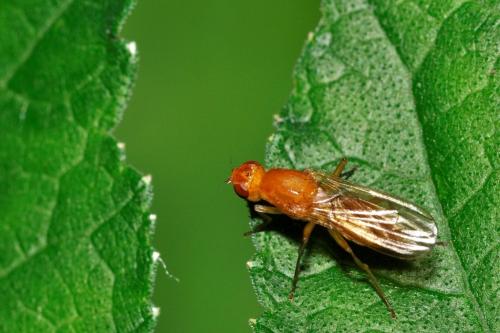 Psila sp.