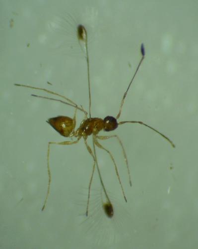 Réf. 94 413 : Mymar pulchellum