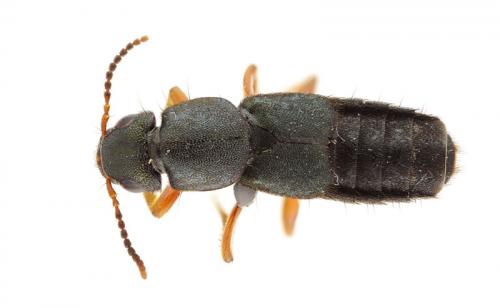 Platydracus fulvipes