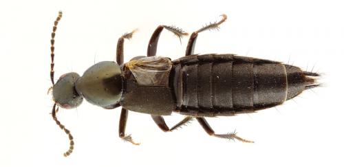 Réf. 94 938 : Philonthus decorus