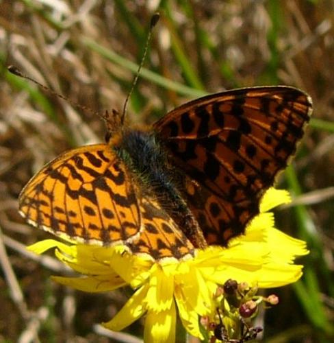Réf. 94 400 : Boloria dia