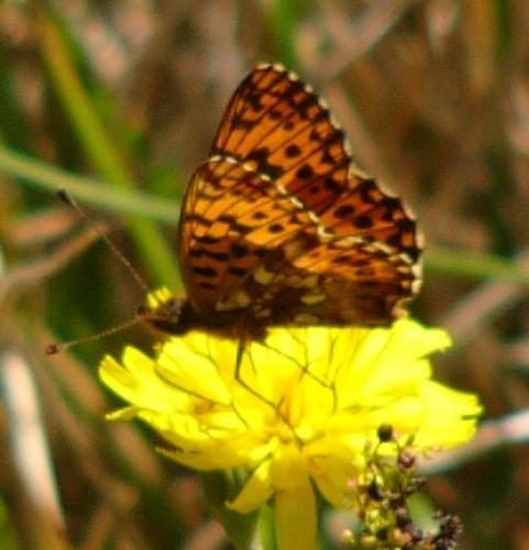 Boloria dia