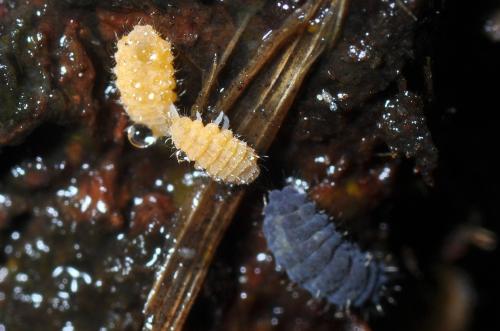 Neanura muscorum