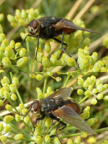 Réf. 94 222 : Nemoraea pellucida