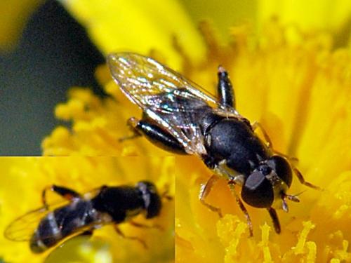 Réf. 94 389 : Syritta pipiens