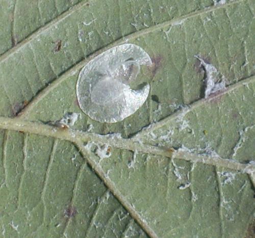 Réf. 94 823 : Neodryinus typhlocybae