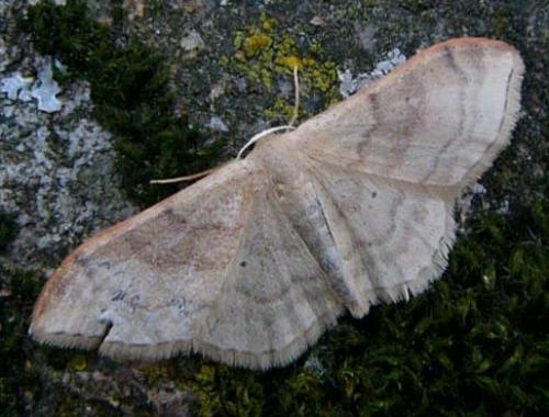 Idaea degeneraria