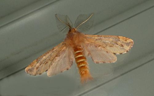 Réf. 94 977 : Ptilophora plumigera