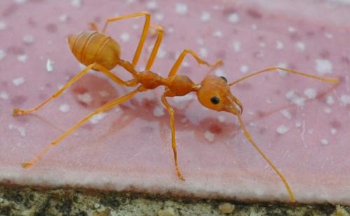 Réf. 94 645 : Oecophylla smaragdina