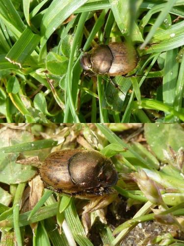 Onthophagus coenobita
