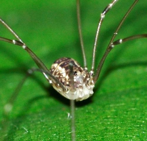 Leiobunum sp.