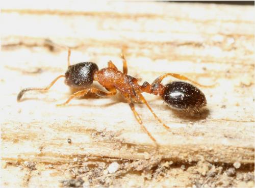 Leptothorax acervorum