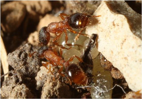 Leptothorax muscorum