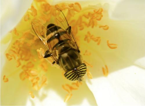 Réf. 94 488 : Eristalinus taeniops