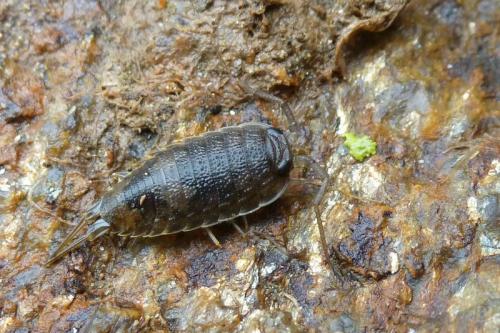 Réf. 94 868 : Ligia oceanica