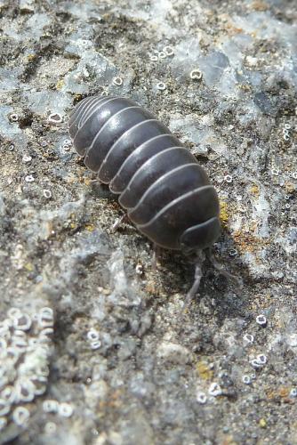 Réf. 94 865 : Armadillidium sp.
