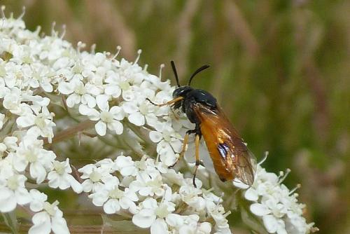 Arge cyanocrocea