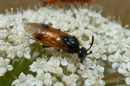 Réf. 94 529 : Arge cyanocrocea