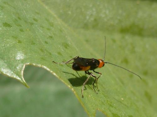 Réf. 94 501 : Atanycolus sp.
