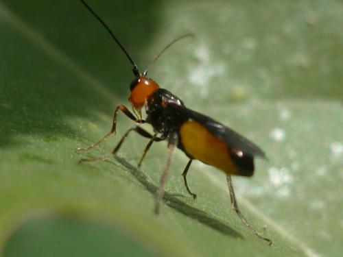 Atanycolus sp.