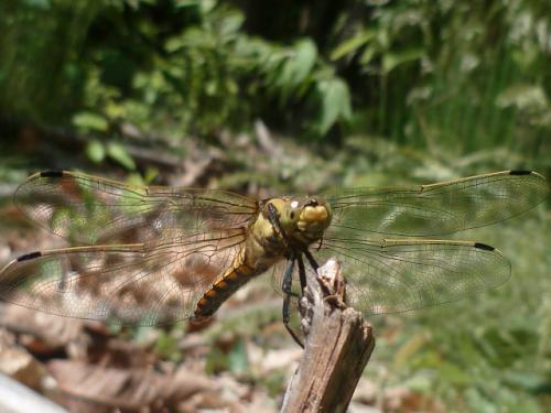 Orthetrum cancellatum