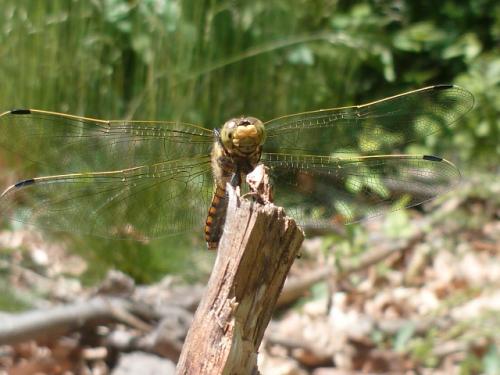 Orthetrum cancellatum