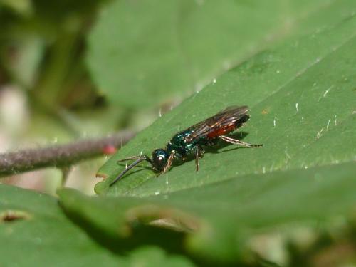 Réf. 94 465 : Cleptes sp.