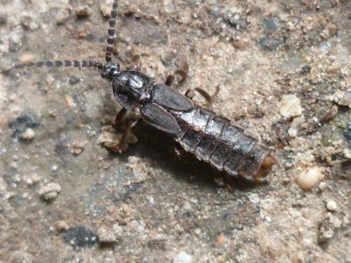 Réf. 94 462 : Phosphaenus hemipterus
