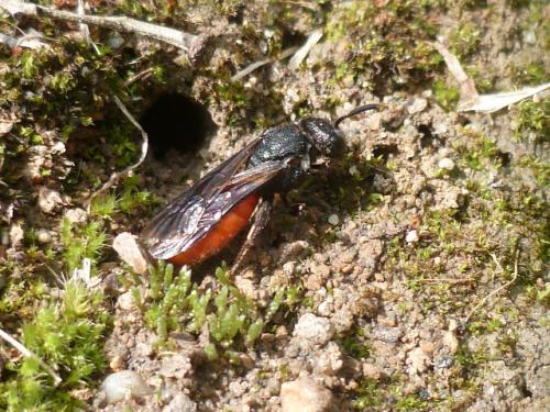 Sphecodes sp.