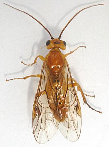 Réf. 94 830 : Nematinae inconnu