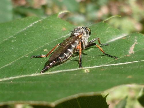 Neoitamus sp.